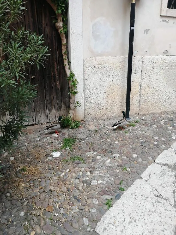 Verona Goddess House דירה